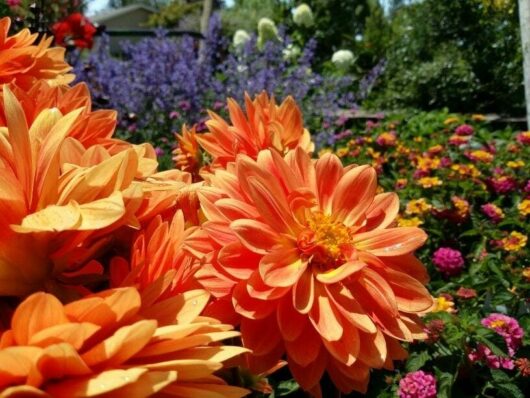 Dahlia Dalina® 'Maxi Emilio' 6" Pot