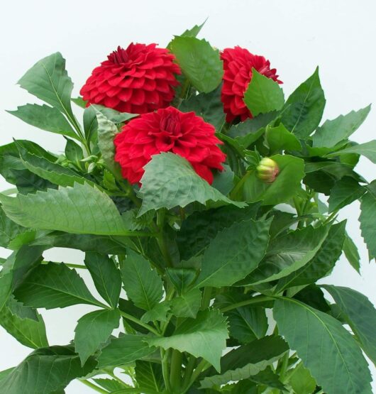 Dahlia Dalina® 'Maxi Topia' 6" Pot