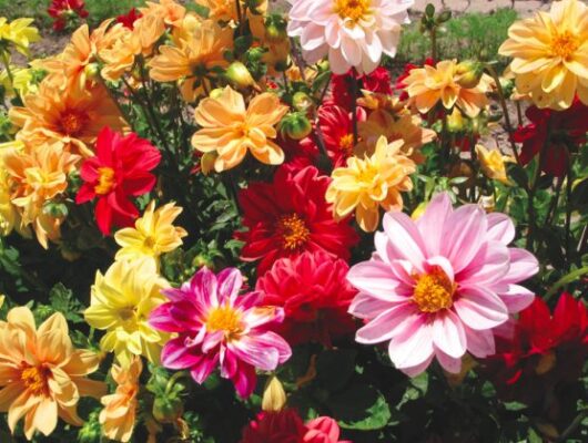 Dahlia 'Hi Dolly Mix'