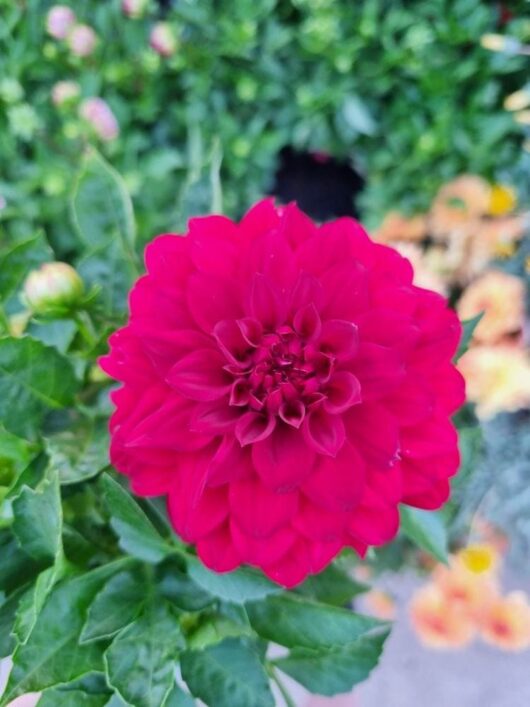 Dahlia Dalina® 'Maxi Topia' 6" Pot