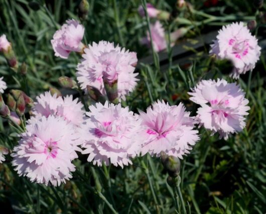 Dianthus 'Pike's Pink' 4" Pot