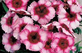 The Dianthus 'Raspberry Parfait' in a 4" pot showcases elegantly clustered pink and white blooms with deep pink centers, perfect for adding vibrant color to your garden.