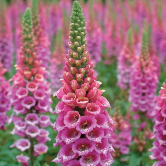 Digitalis 'Strawberry Foxgloves' 4" Pot