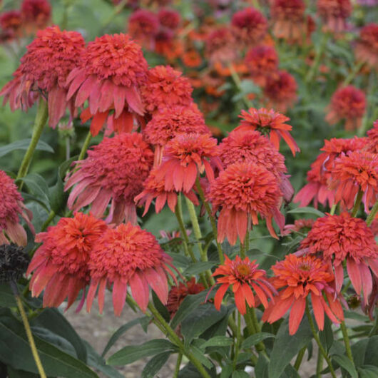 Echinacea 'Double Scoop™ 'Mandarin' Coneflower 6" Pot