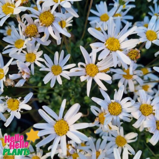 Felicia 'Pinwheel™ Snow White' 7" Pot Growers Flash Sale!