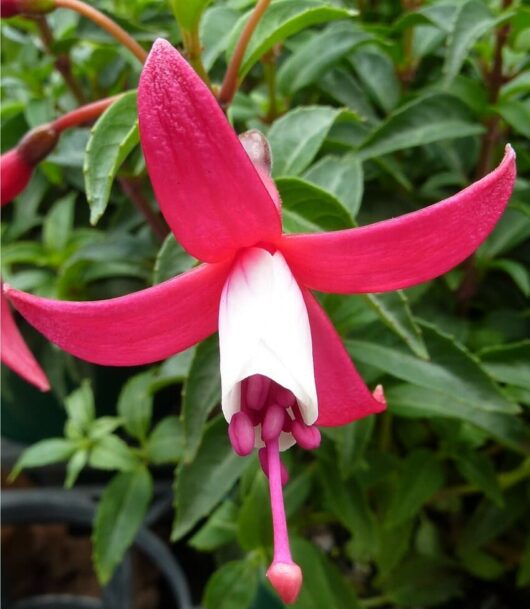 Fuchsia 'Charm Neon White' 6" Pot