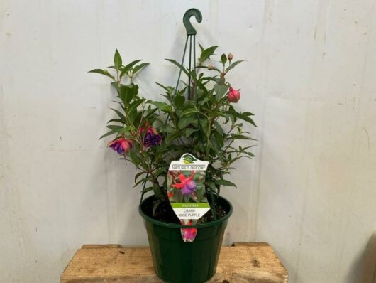 Fuchsia 'Charm Rose Purple' 6" (Hanging Basket)