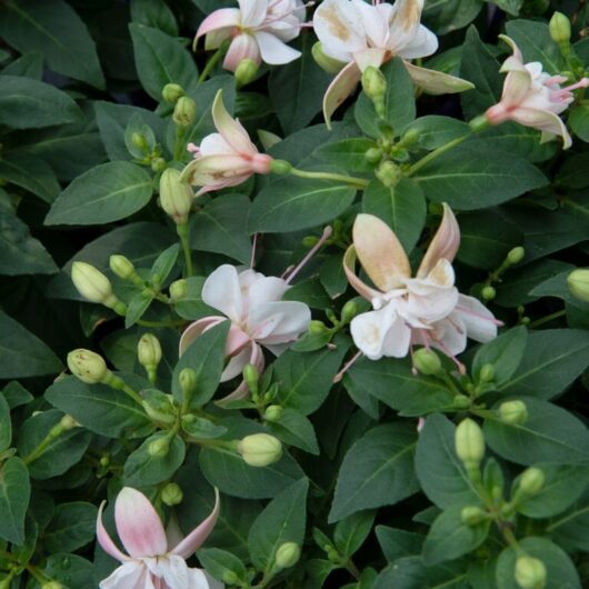 Fuchsia 'Charm White' 6" Pot