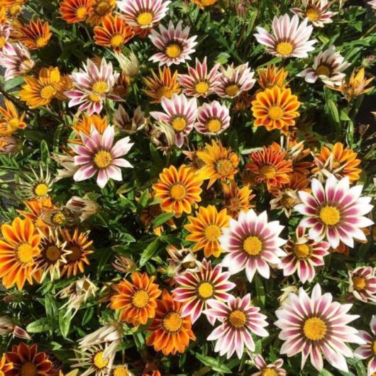 Gazania 'Tiger Mix' 4" Pot