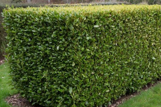 Griselinia 'NZ Broadleaf Mint' 8" Pot