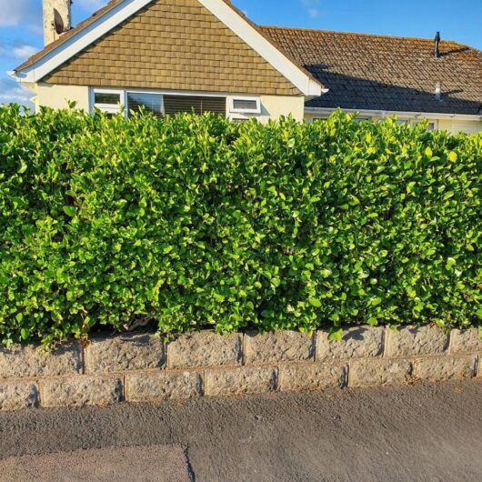 Griselinia 'NZ Broadleaf Mint' 8" Pot