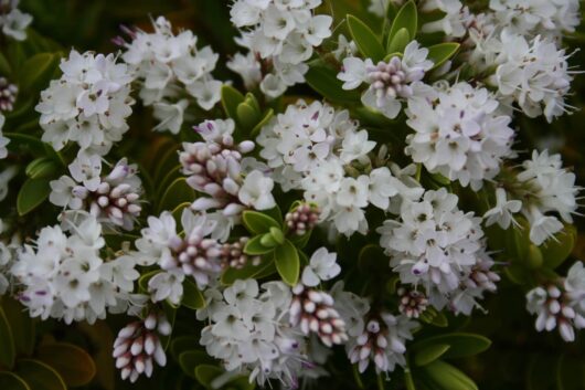 Hebe 'Wiri Mist' 8" Pot