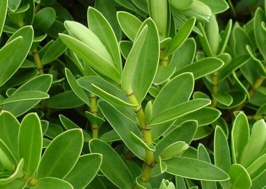 Hebe 'Wiri Mist' 8" Pot