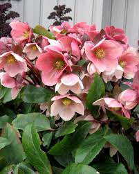 Helleborus 'Pink Frost' Hellebore 7" Pot features pink flowers with yellow centers and green leaves, popping beautifully against a light background.
