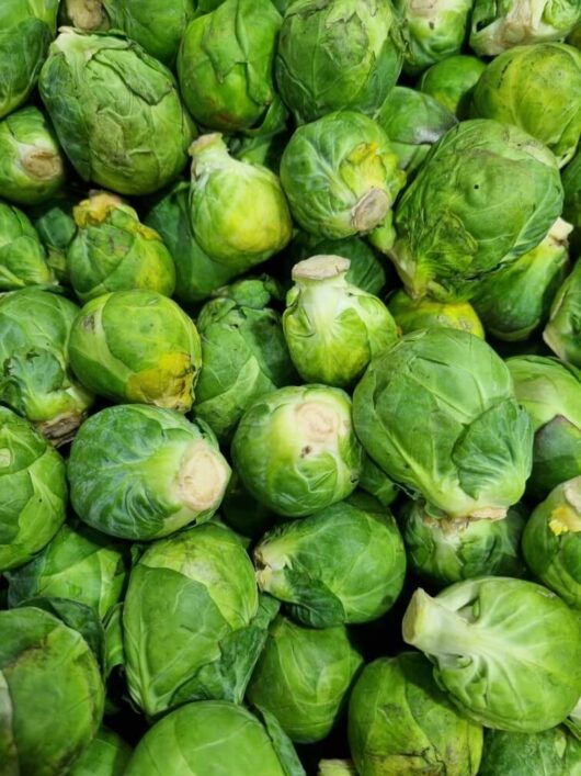 Brussels Sprout 'Long Island Improved' 4" Pot