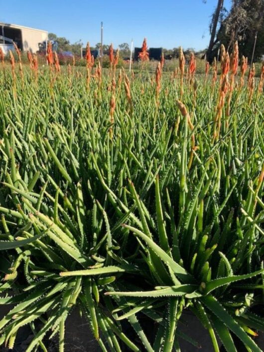 Aloe 'Topaz™'