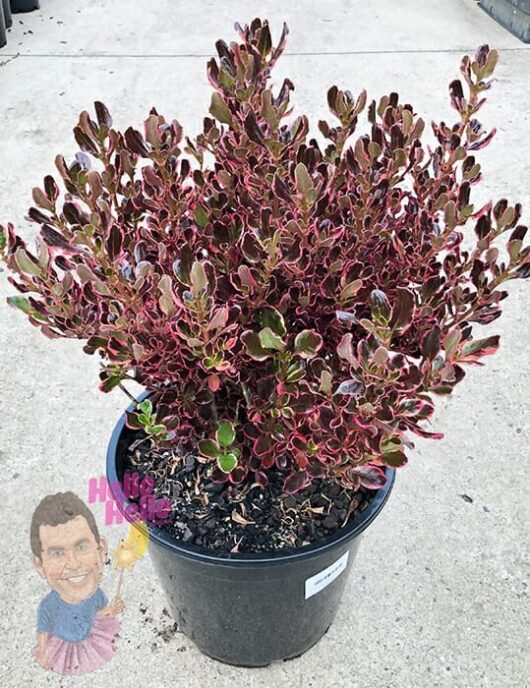 Hello Hello Plants Coprosma 'Pacific Sunrise' 10inch