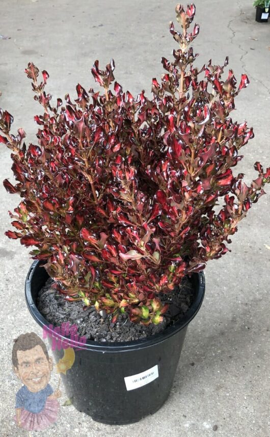 Hello Hello Plants Coprosma 'Pacific Sunset' 10 inch