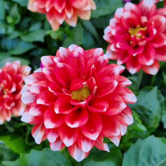 Dahlia Dalina® 'Maxi Tampico' 6" Pot