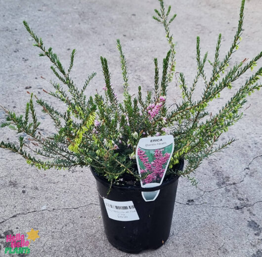 Erica 'Winter Heath' Pink 6" Pot