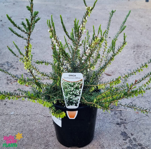 Erica 'Winter Heath' White 6" Pot Growers Flash Sale!