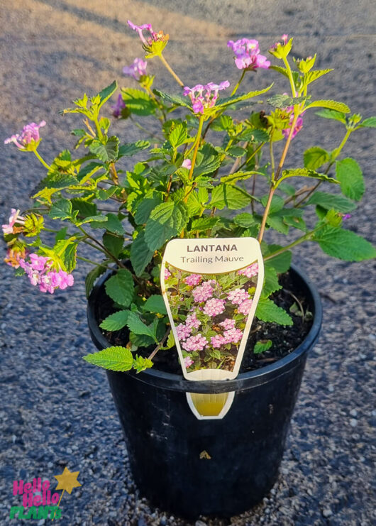 Lantana montevidensis 'Trailing Lantana' 6" Pot