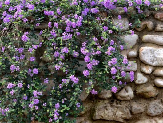 lantana purple flowers trailing spreading lantana montevidensis