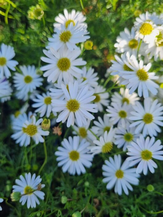 Brachyscome 'Cut-Leaf Daisy' White 3" Pot