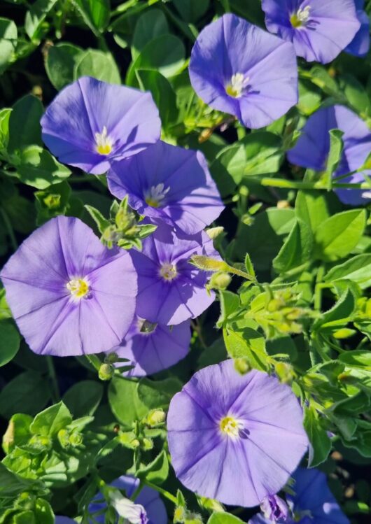 Convolvulus 'Early Blue' 6" Pot