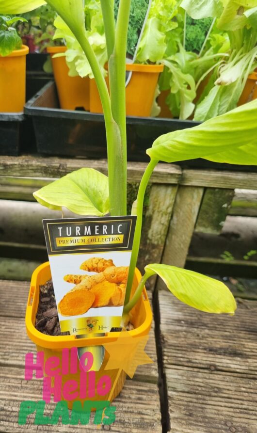 Tumeric 5" Pot