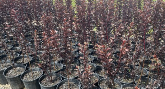 Lagerstroemia 'Diamonds In The Dark®' (Blush) Crepe Myrtle 8" Pot
