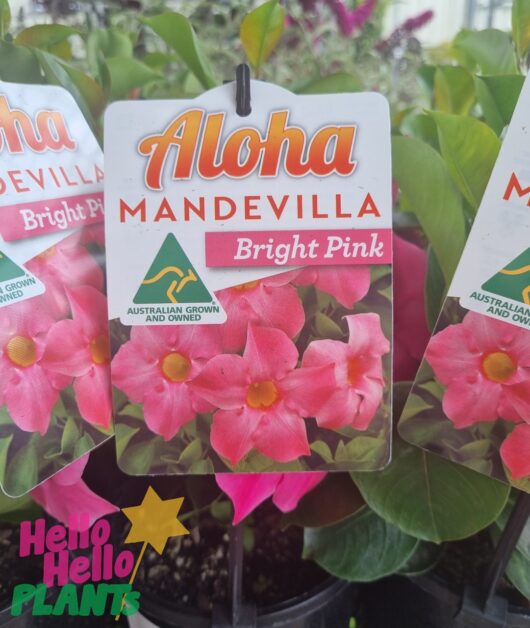 Mandevilla 'Aloha Bright Pink' 6" Pot