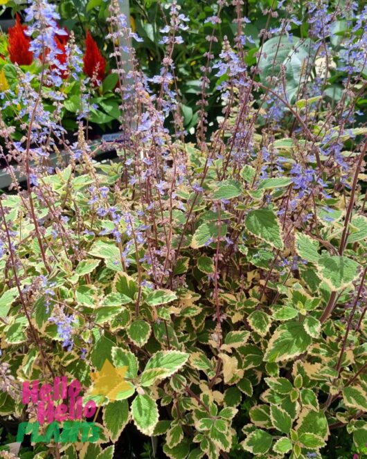 Plectranthus 'Blue Spires' 6" Pot