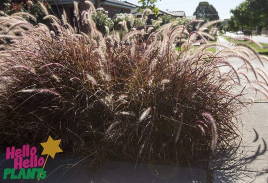 Pennisetum 'Purple Fountain/Foxtail Grass'