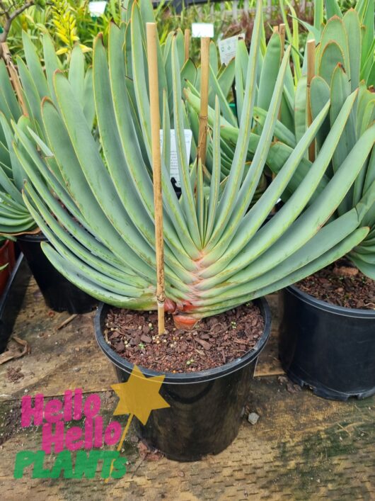 Aloe 'Fan Aloe' 8" Pot