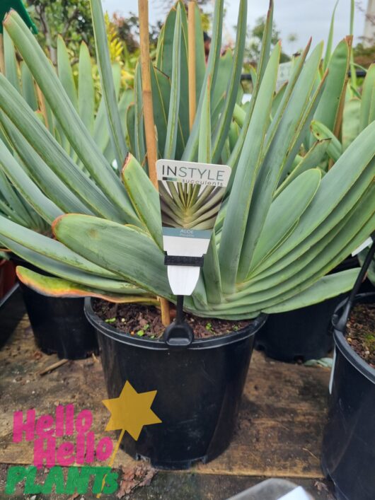 Aloe 'Fan Aloe' 8" Pot