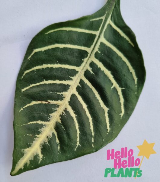 Aphelandra 'Zebra Plant'