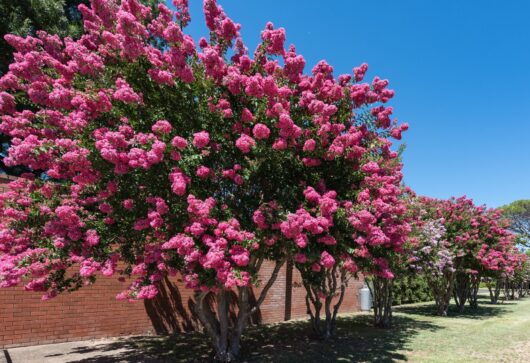 Lagerstroemia 'Comanche' Crepe Myrtle