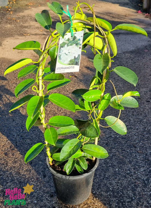 Stephanotis 'Madagascar Jasmine' 7" Pot