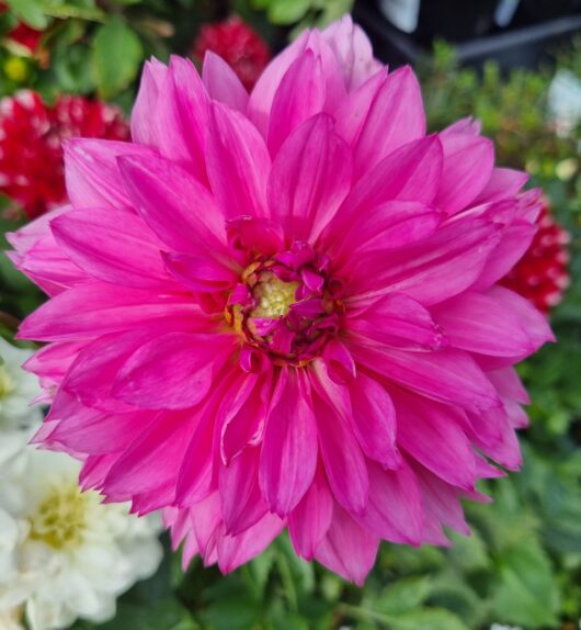 Dahlia Dalina® 'Maxi Mendoza' 6" Pot