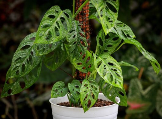 Swiss Cheese Monstera adansonii