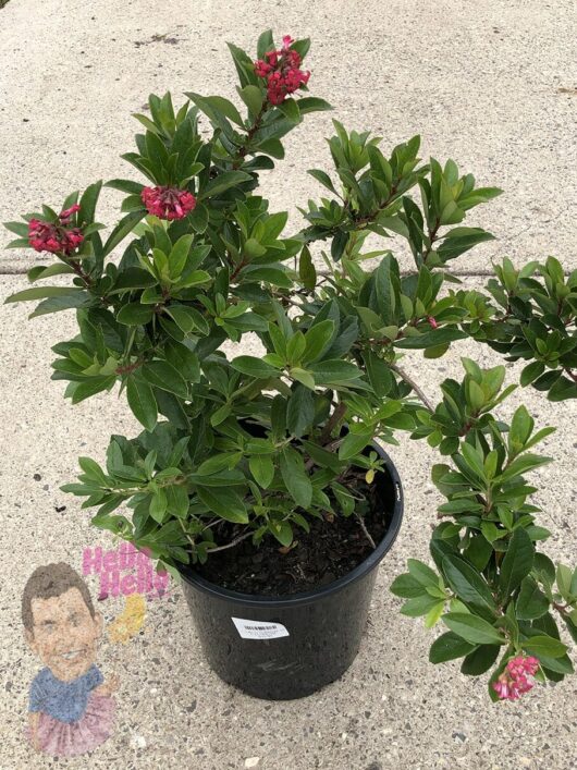 Escallonia 'Red Knight' 10" Pot