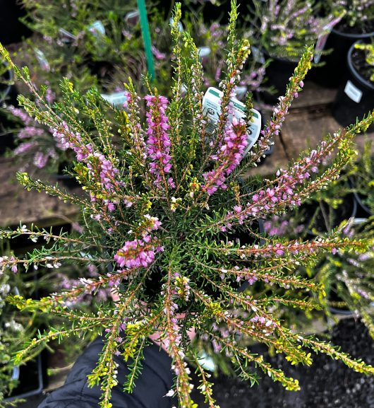 A person holds a vibrant 6" pot of Erica 'Winter Heath' Pink, surrounded by more potted plants, showcasing its green foliage and delicate pink blossoms.