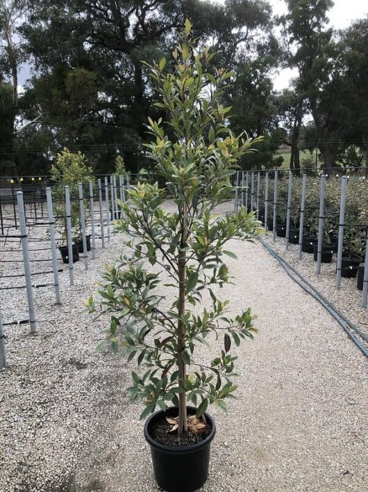 Elaeocarpus 'Blueberry Ash' 13" Pot