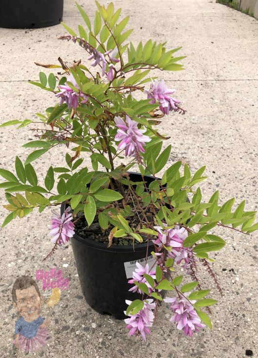 Hello hello plants Indigofera 'Bush Wisteria'