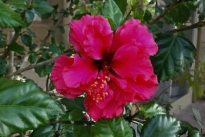 The Hibiscus 'Landersii' in a 6" pot displays vibrant red ruffled petals, a prominent stamen, and glossy green leaves.