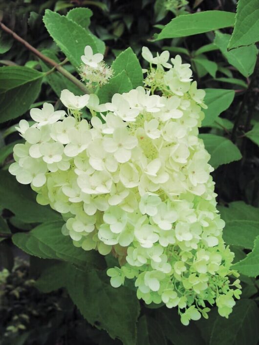 Hydrangea 'Greenspire'