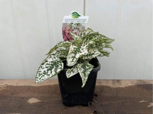 Hypoestes 'Splash Mix' 4" Pot