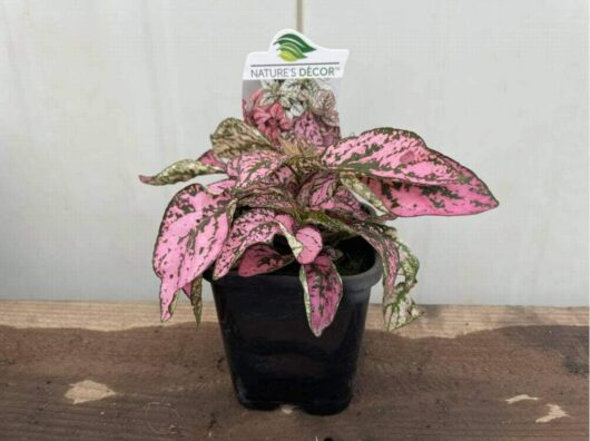 Hypoestes 'Splash Mix' 4" Pot