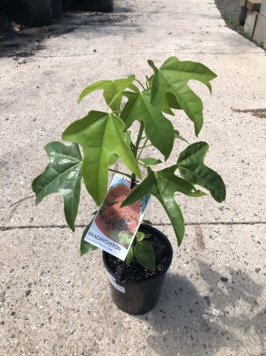 Brachychiton 'Illawarra Flame Tree' 6" Pot